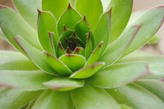 <b>房子裝修后放什么植物好？</b>